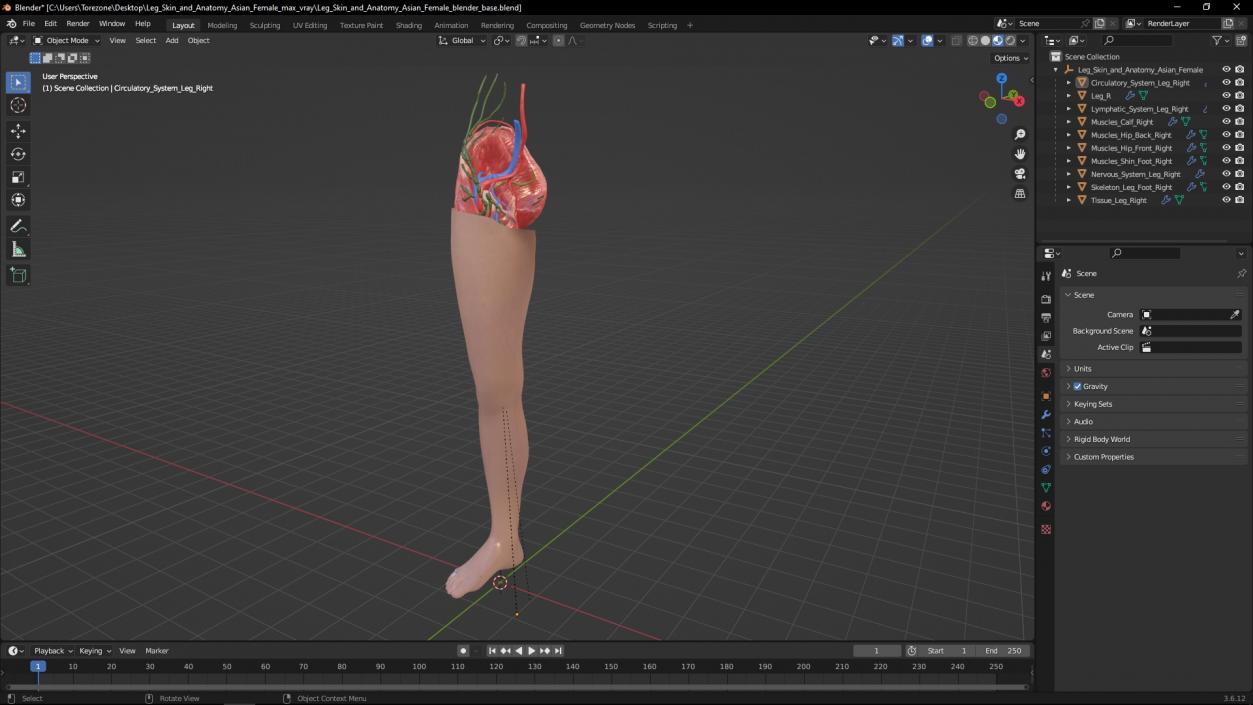 3D Leg Skin and Anatomy Asian Female model