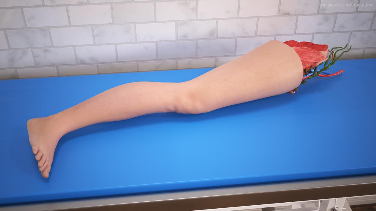 3D Leg Skin and Anatomy Asian Female model