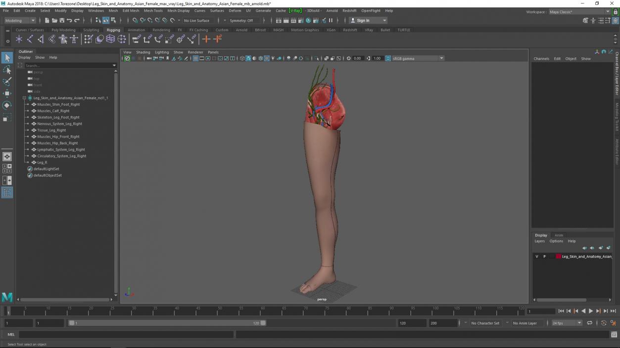 3D Leg Skin and Anatomy Asian Female model