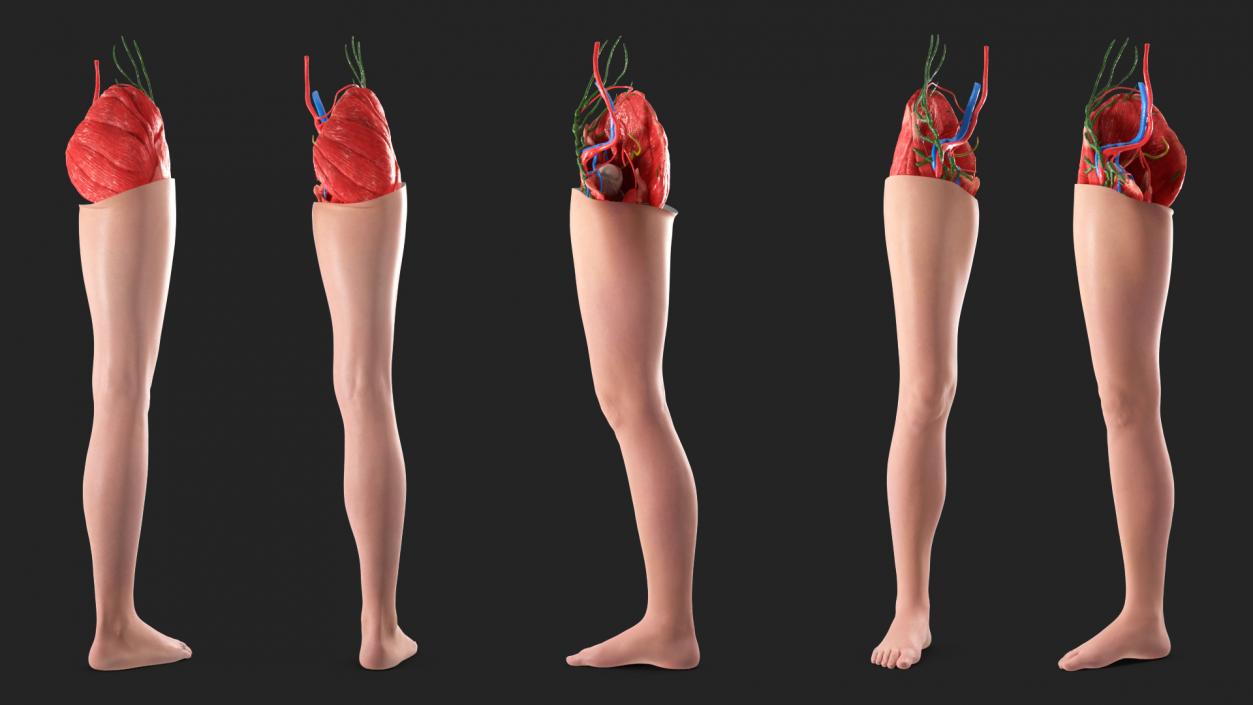 3D Leg Skin and Anatomy Asian Female model