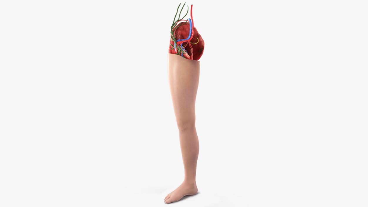 3D Leg Skin and Anatomy Asian Female model