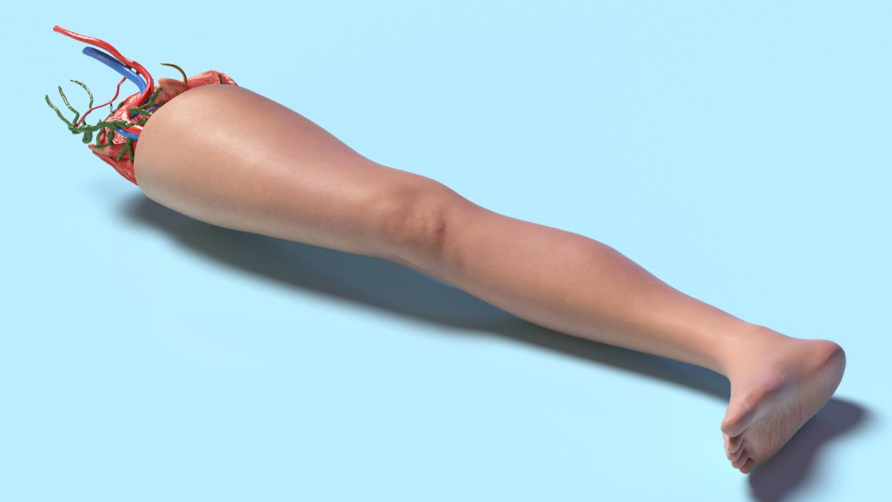 3D Leg Skin and Anatomy Asian Female model