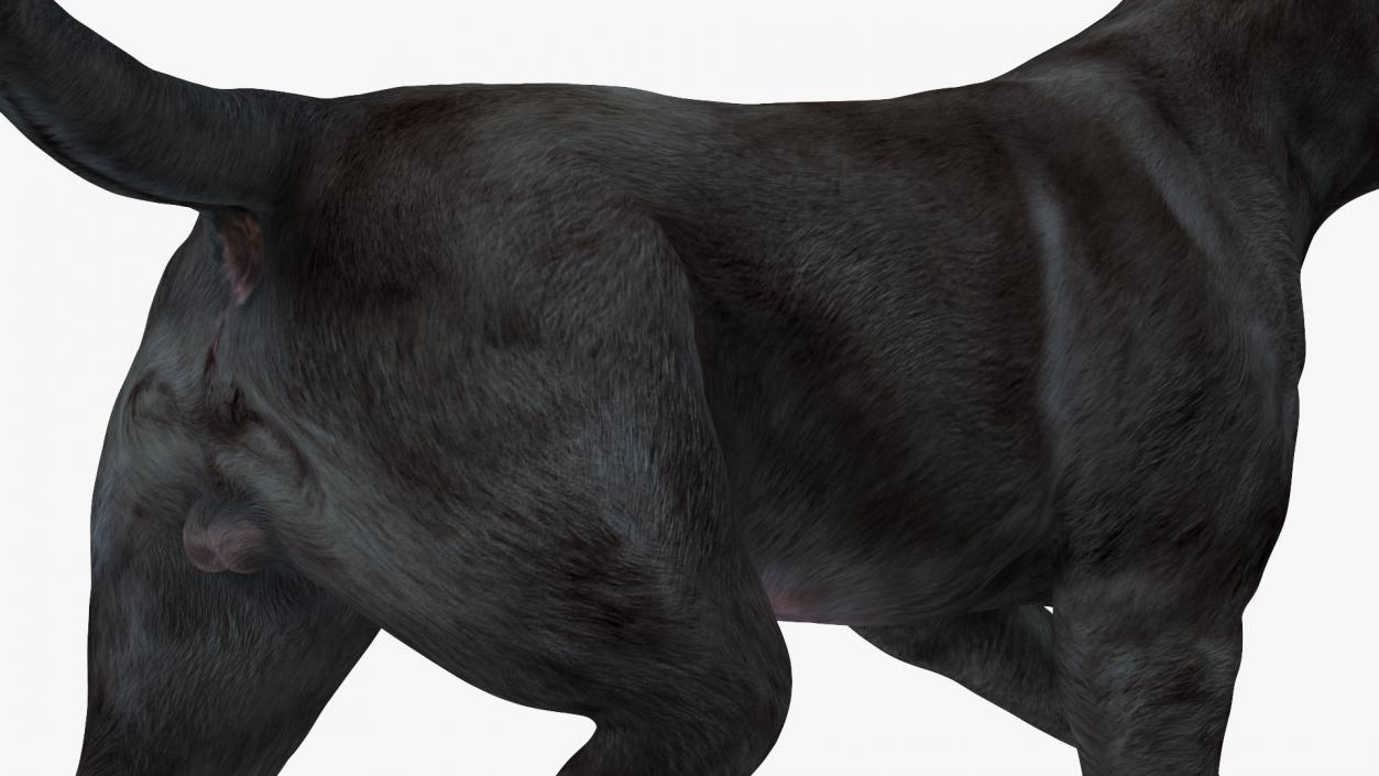 3D Labrador Dog Black Walking