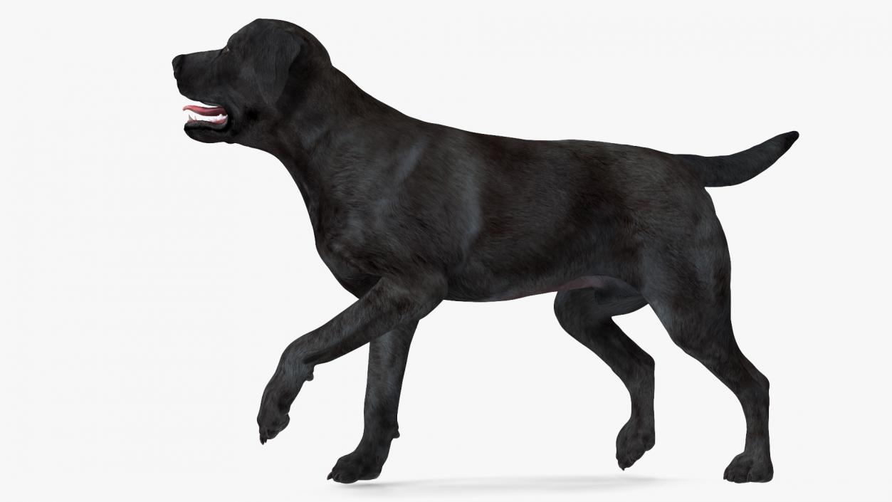 3D Labrador Dog Black Walking