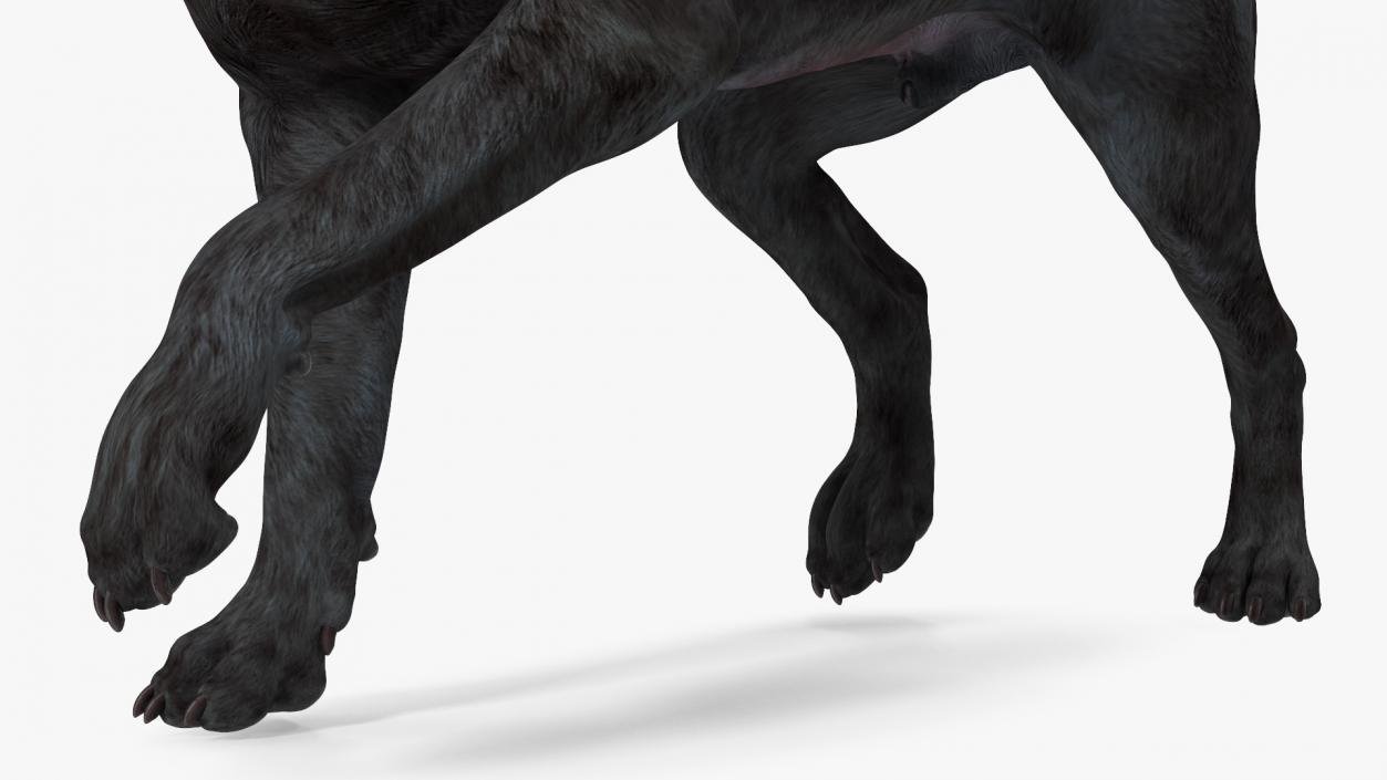 3D Labrador Dog Black Walking