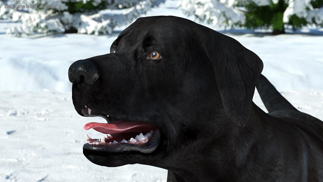 3D Labrador Dog Black Walking