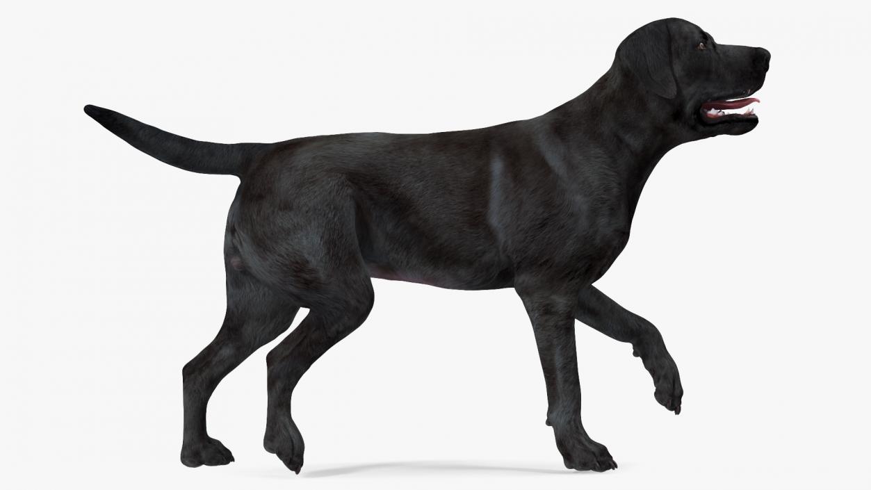 3D Labrador Dog Black Walking