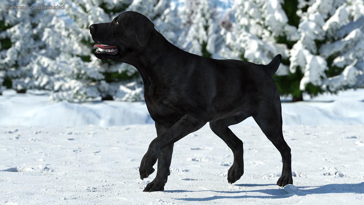 3D Labrador Dog Black Walking