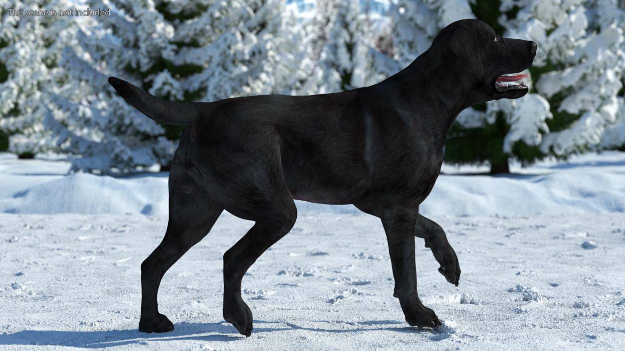 3D Labrador Dog Black Walking