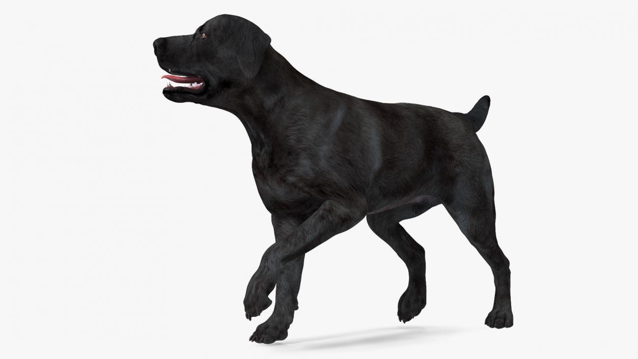 3D Labrador Dog Black Walking