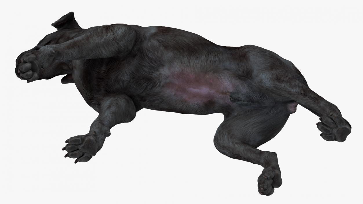 3D Labrador Dog Black Walking