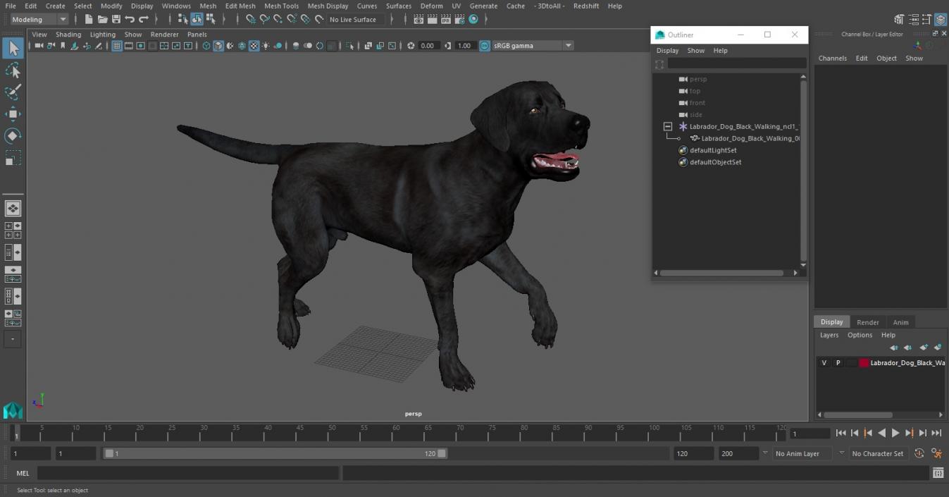 3D Labrador Dog Black Walking