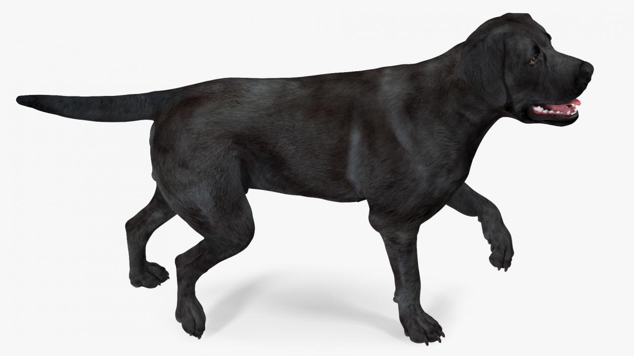 3D Labrador Dog Black Walking