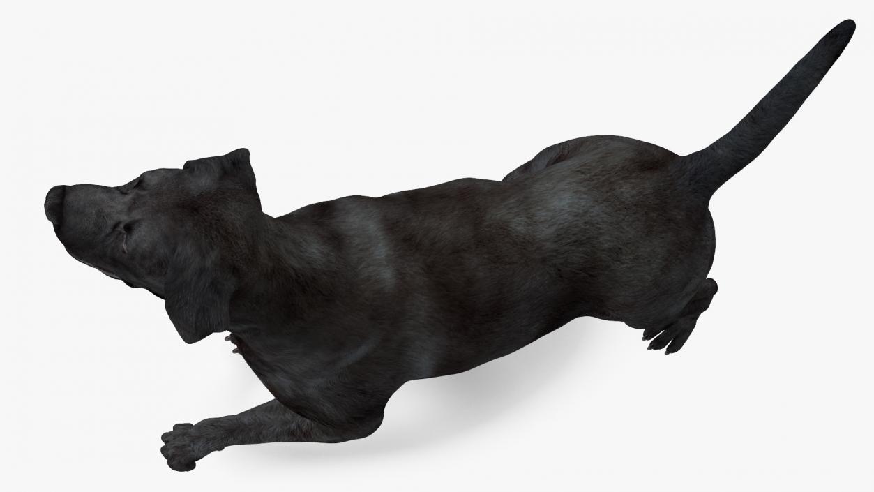 3D Labrador Dog Black Walking