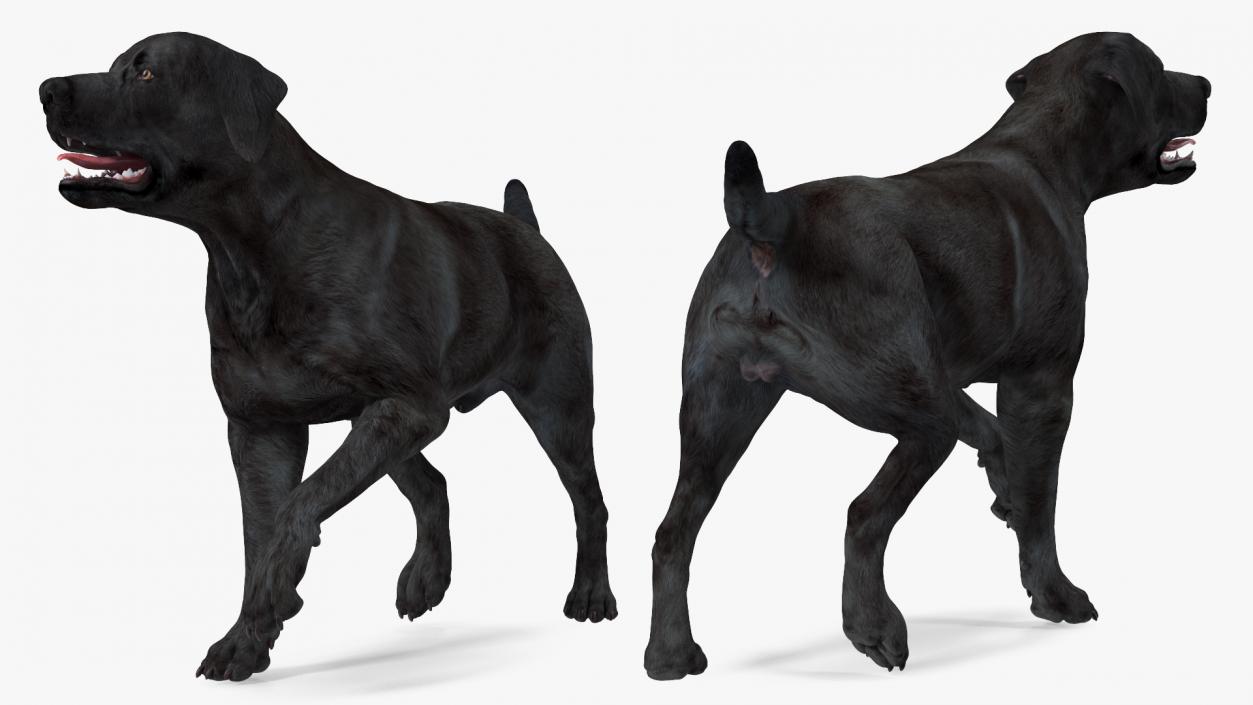 3D Labrador Dog Black Walking