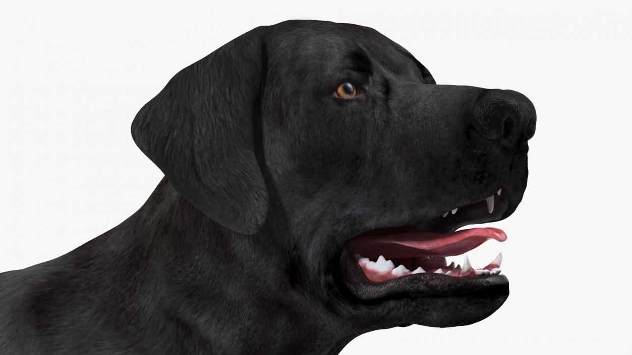 3D Labrador Dog Black Walking