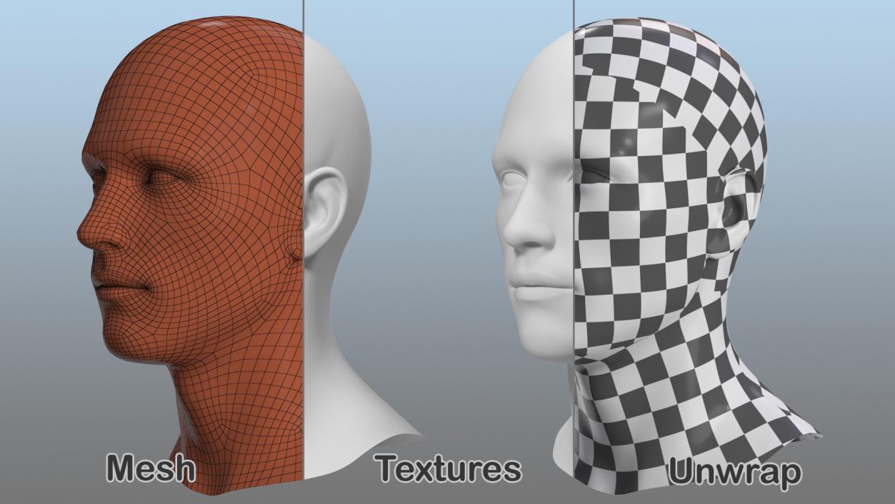 Male Mannequin Head 3D model