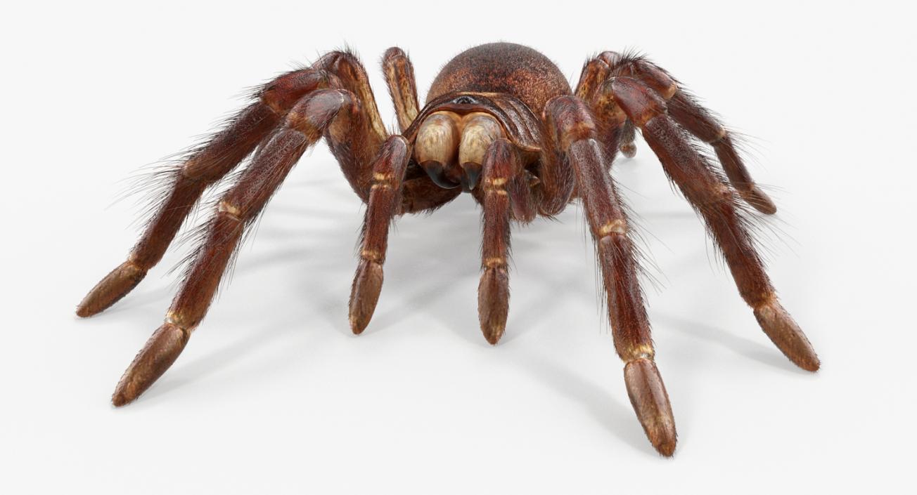 3D Goliath Birdeater with Fur Rigged model