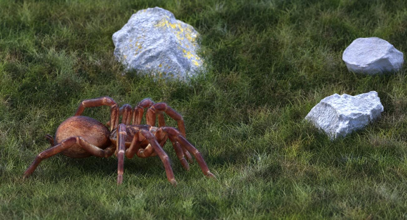 3D Goliath Birdeater with Fur Rigged model