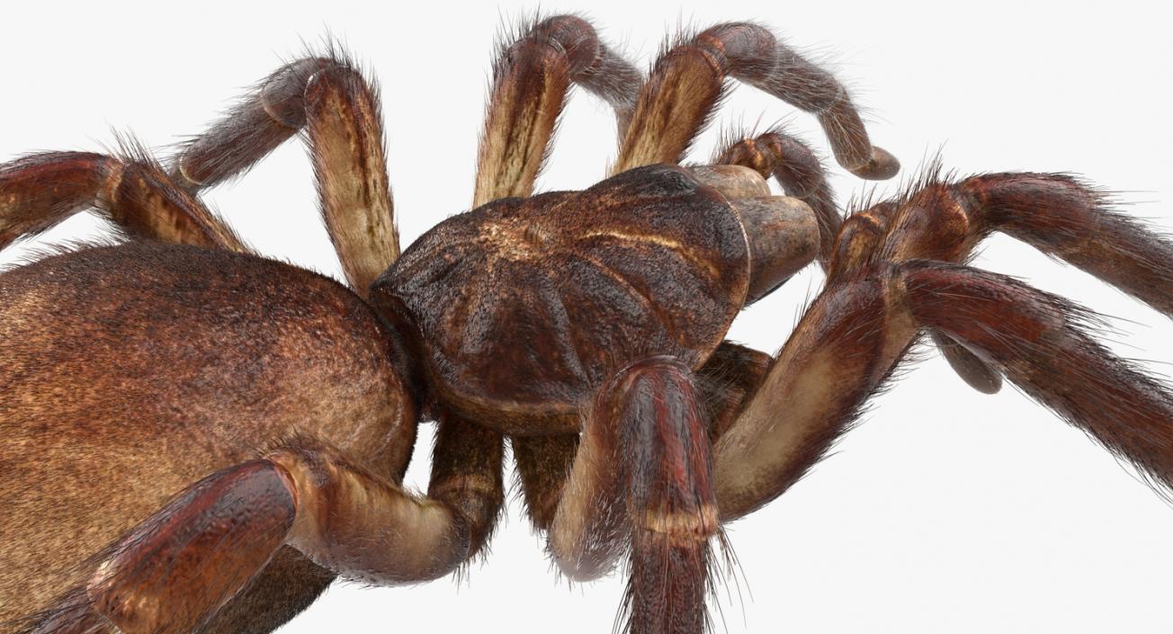 3D Goliath Birdeater with Fur Rigged model