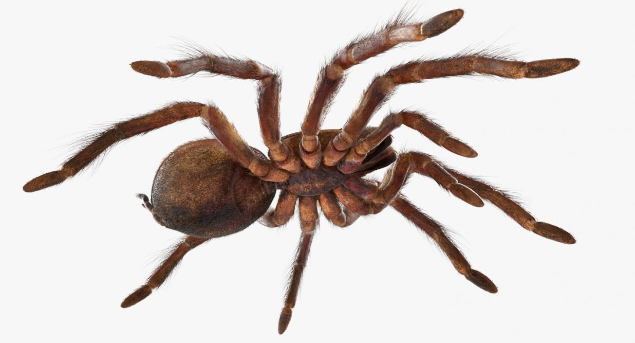 3D Goliath Birdeater with Fur Rigged model