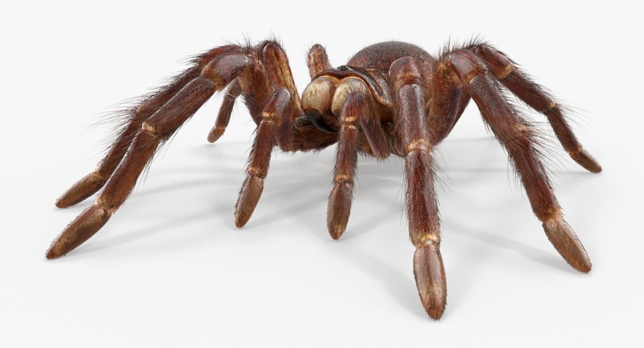 3D Goliath Birdeater with Fur Rigged model