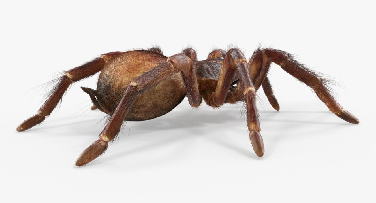 3D Goliath Birdeater with Fur Rigged model