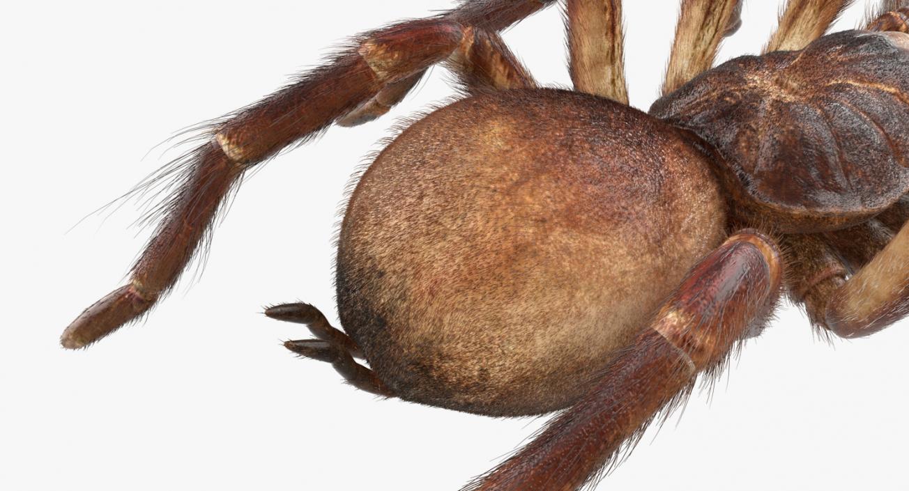 3D Goliath Birdeater with Fur Rigged model