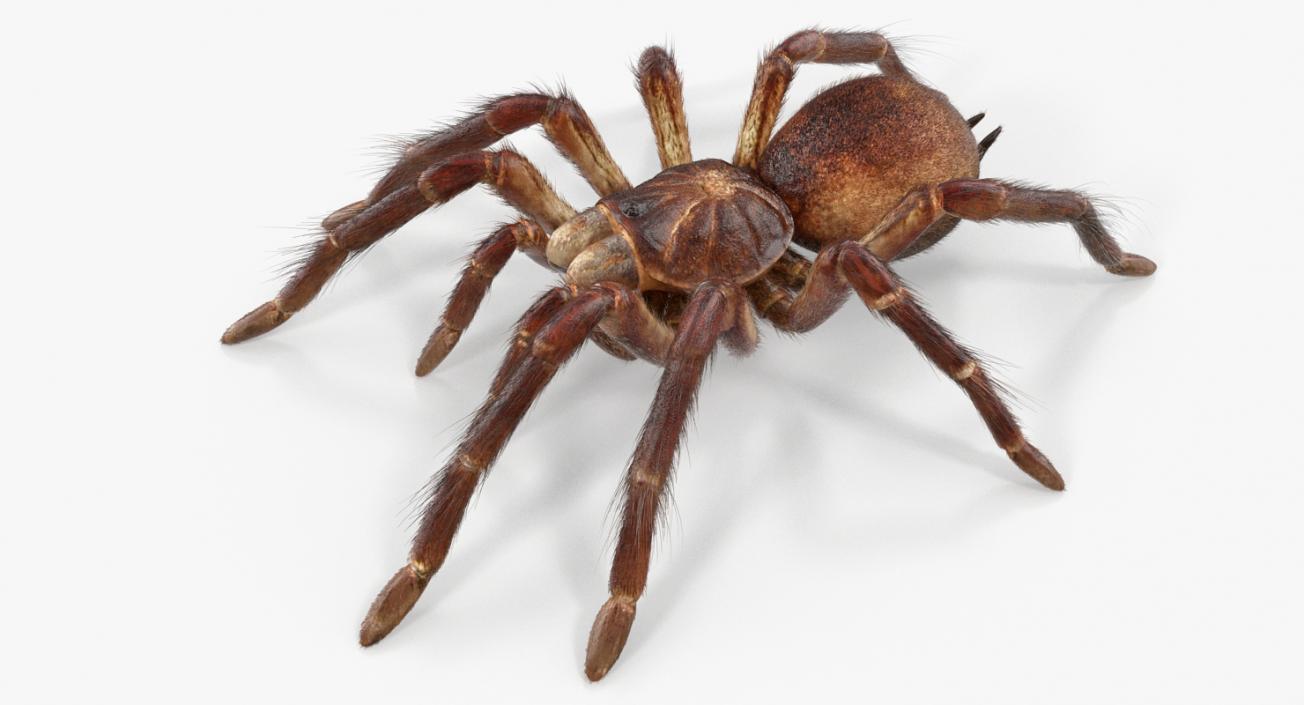 3D Goliath Birdeater with Fur Rigged model