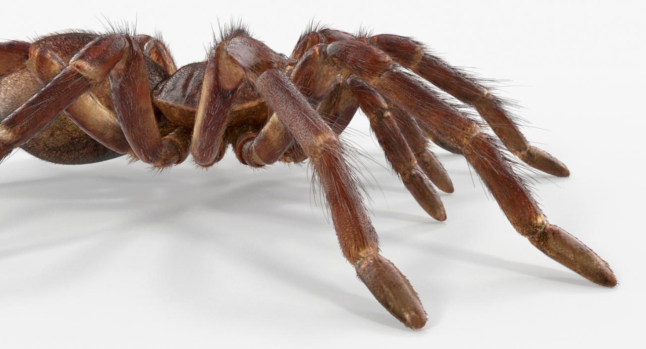 3D Goliath Birdeater with Fur Rigged model