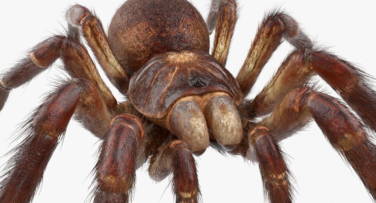 3D Goliath Birdeater with Fur Rigged model