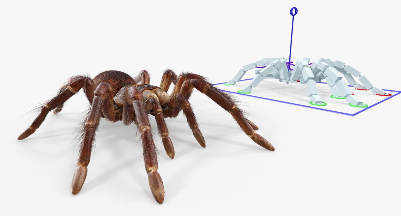 3D Goliath Birdeater with Fur Rigged model