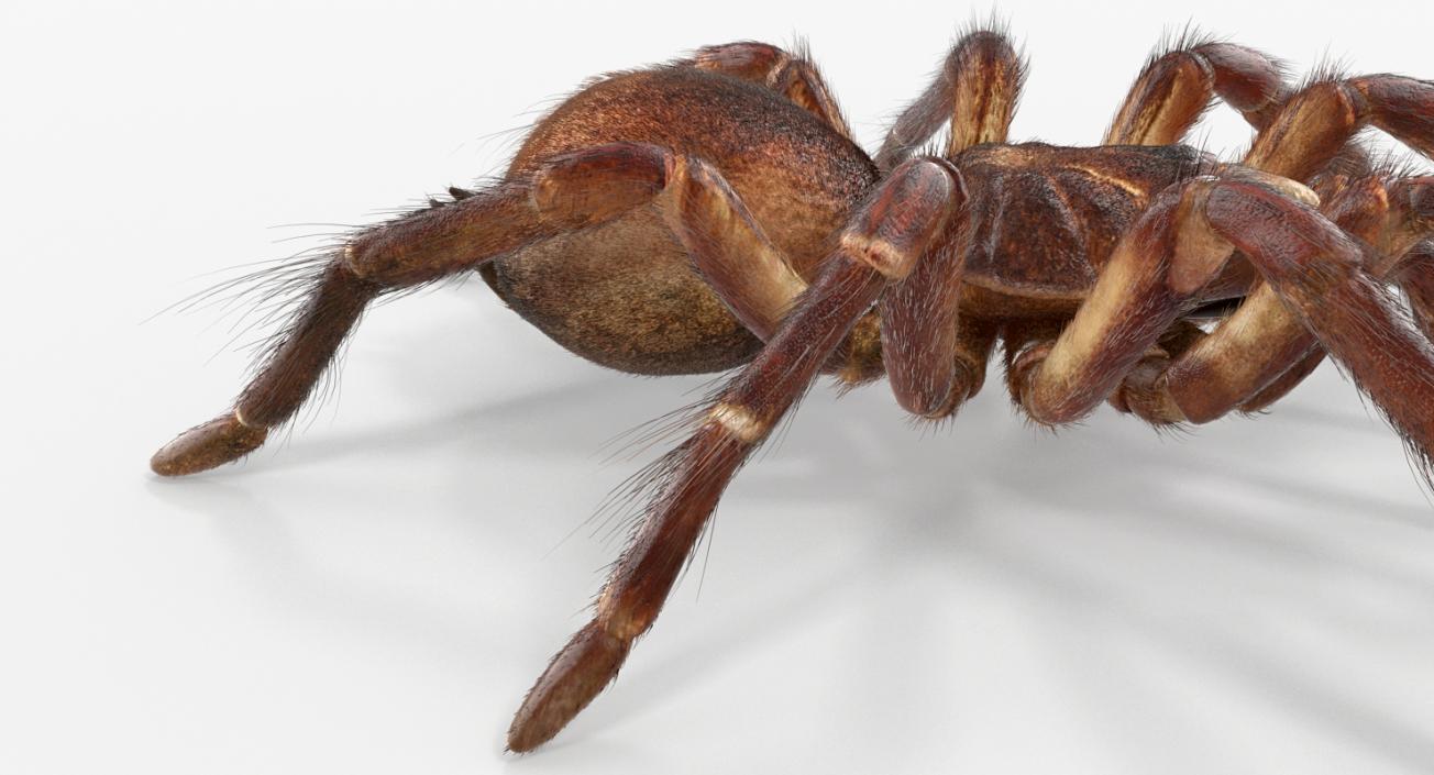 3D Goliath Birdeater with Fur Rigged model