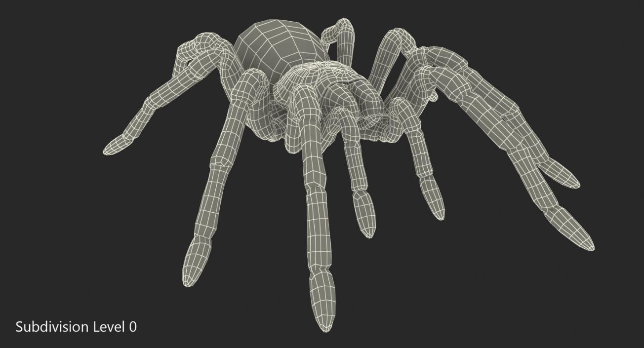 3D Goliath Birdeater with Fur Rigged model