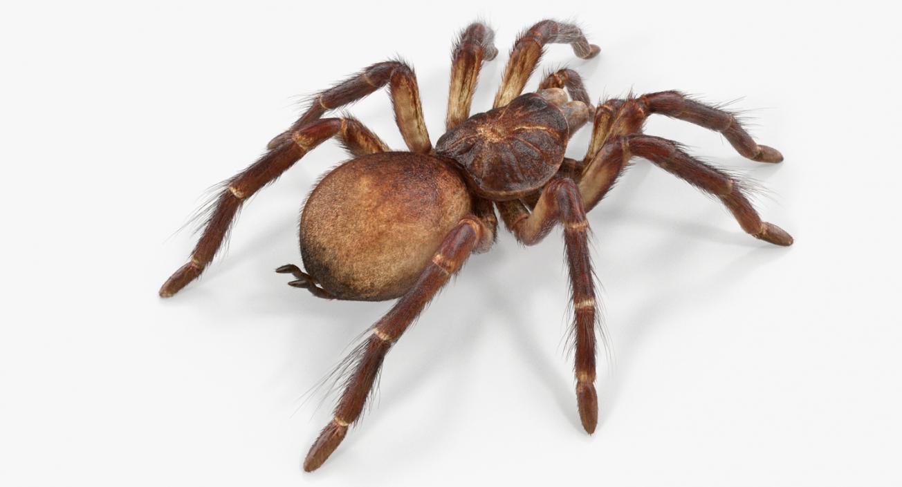 3D Goliath Birdeater with Fur Rigged model