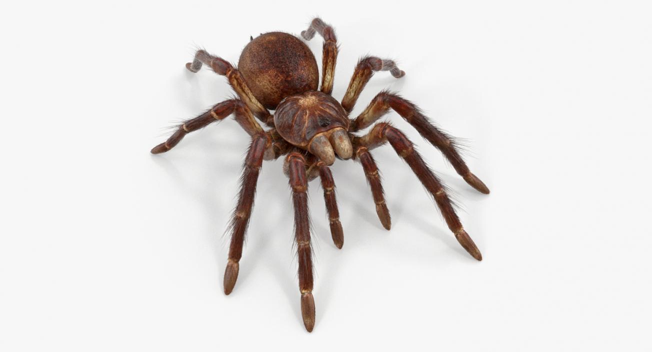 3D Goliath Birdeater with Fur Rigged model