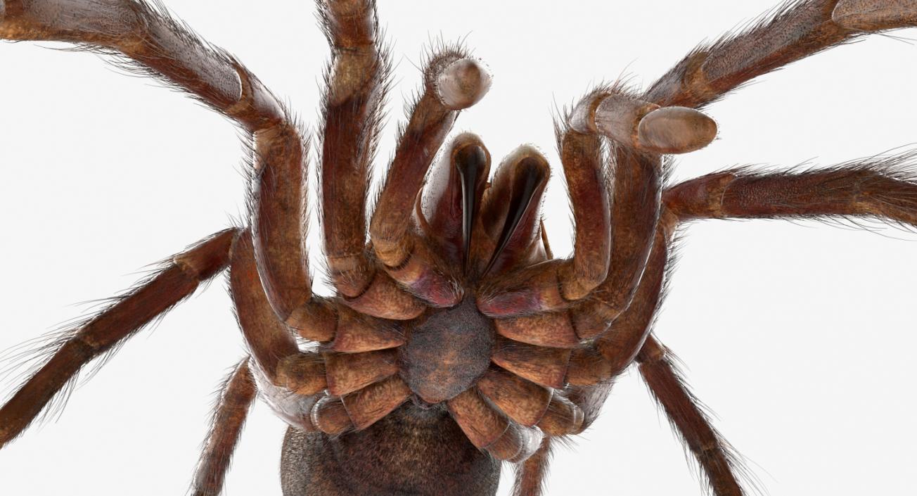 3D Goliath Birdeater with Fur Rigged model