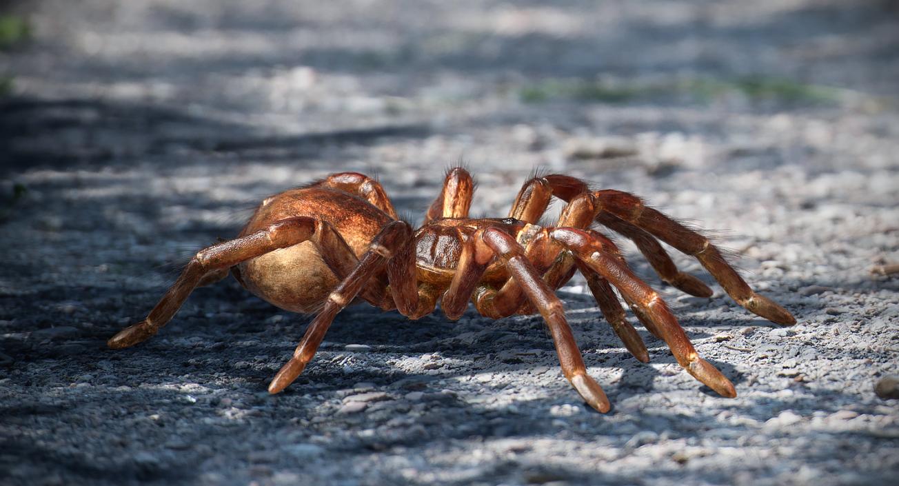 3D Goliath Birdeater with Fur Rigged model