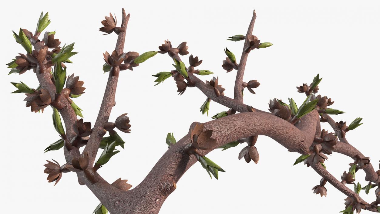 Naked Tree Branch 3D