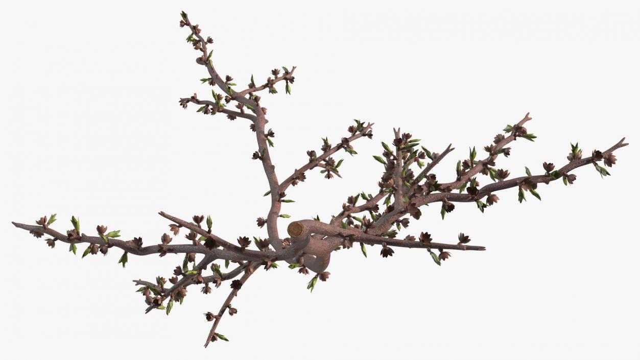 Naked Tree Branch 3D