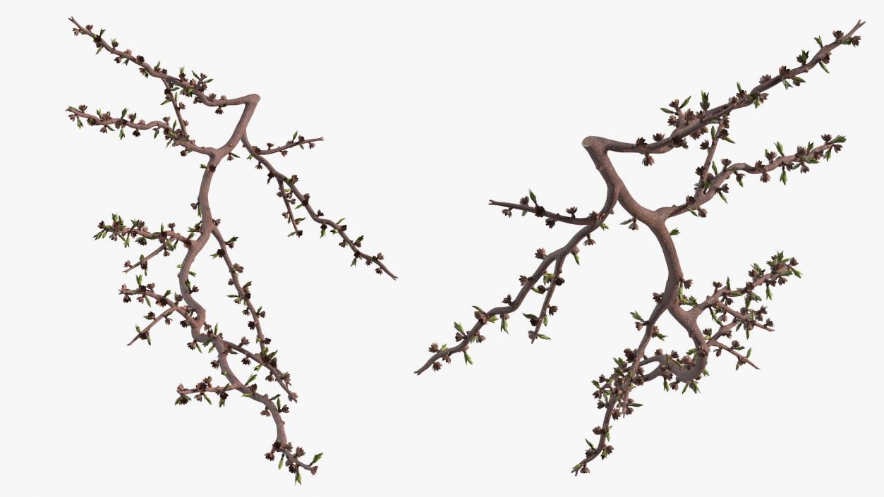 Naked Tree Branch 3D