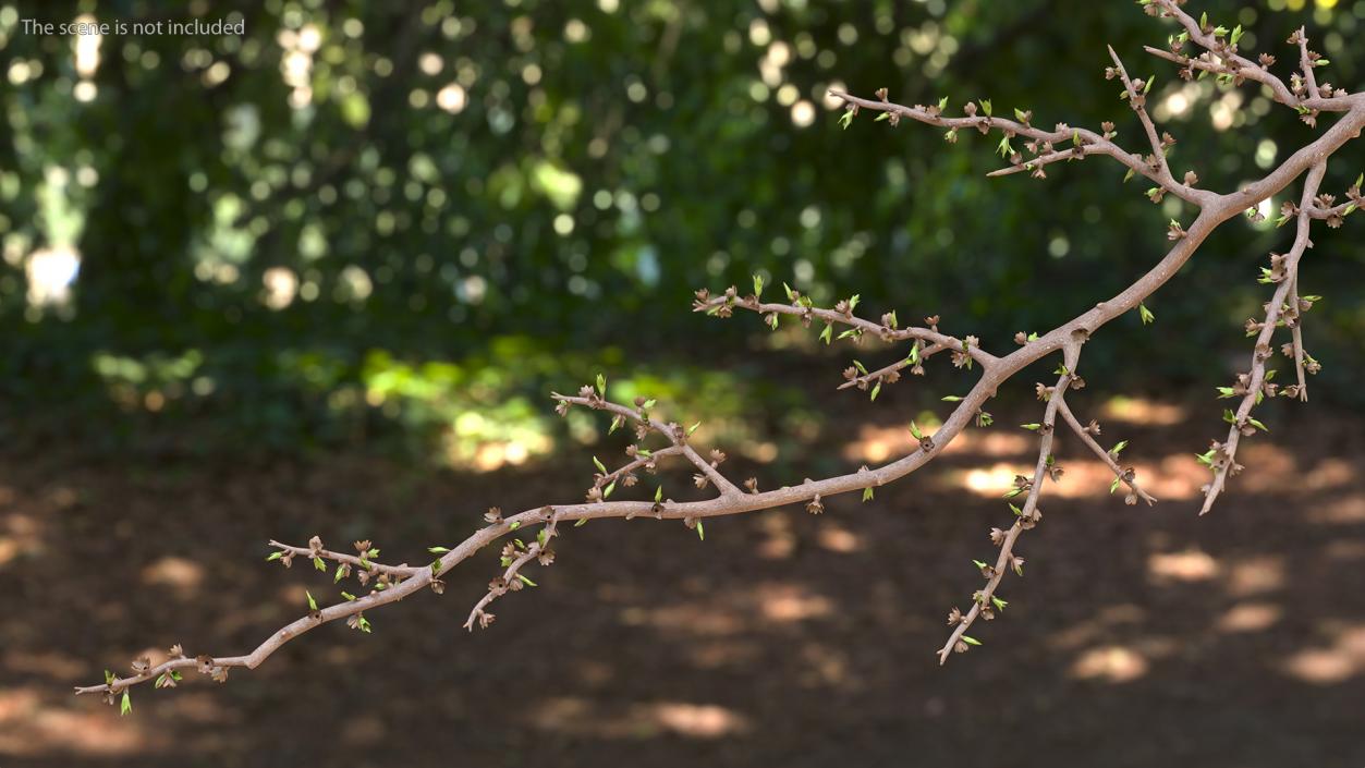 Naked Tree Branch 3D