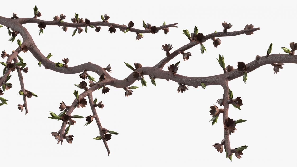 Naked Tree Branch 3D