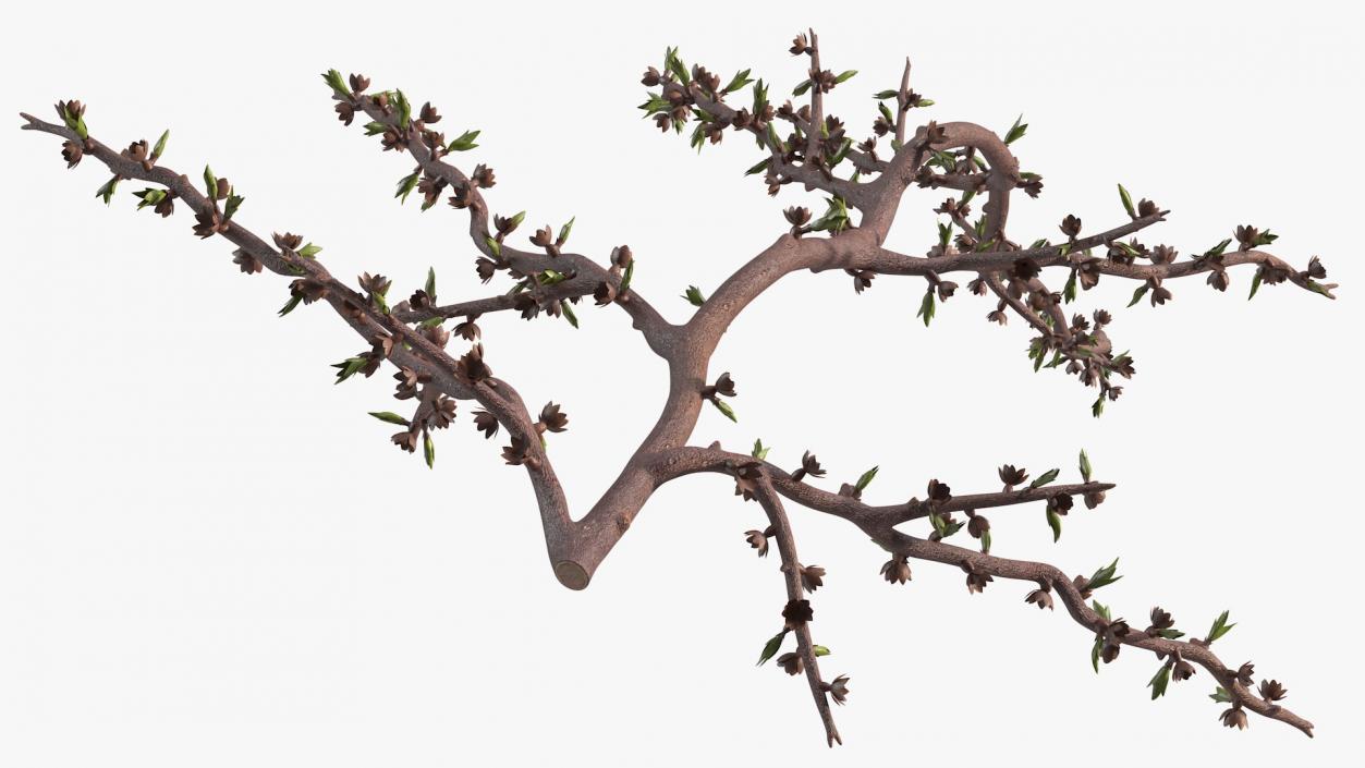 Naked Tree Branch 3D