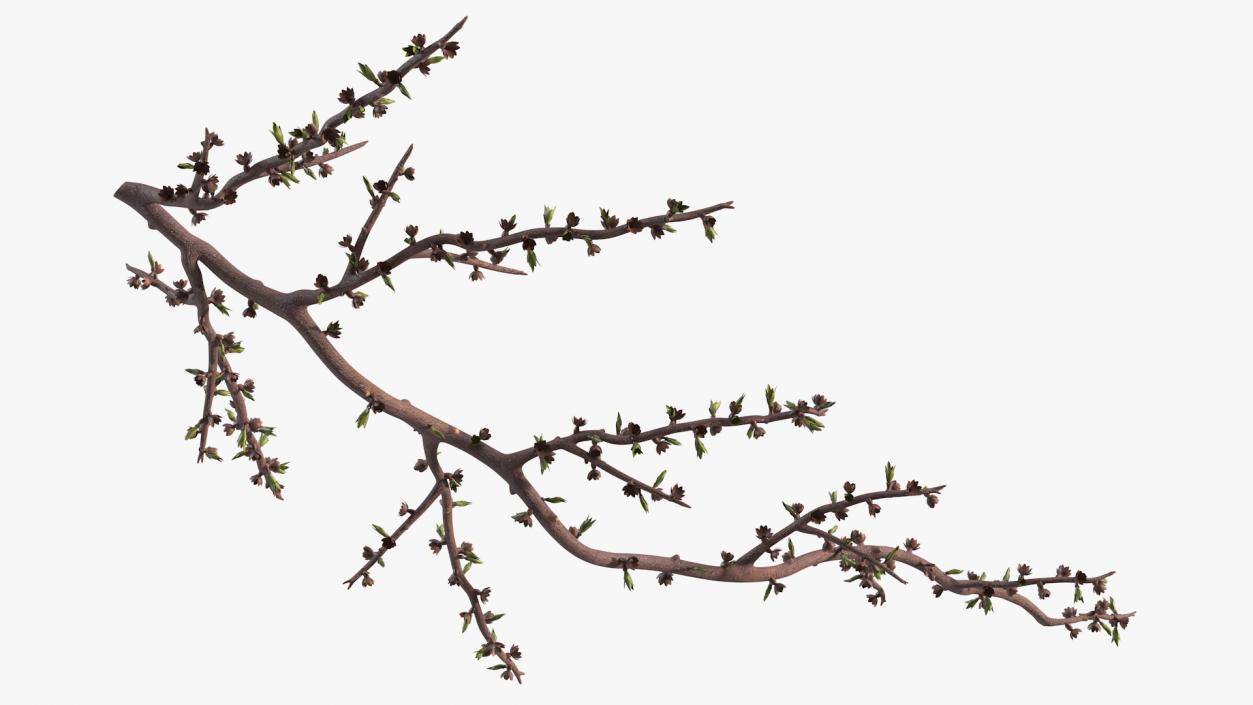 Naked Tree Branch 3D