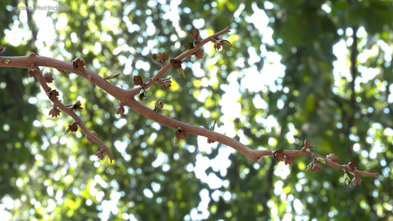 Naked Tree Branch 3D