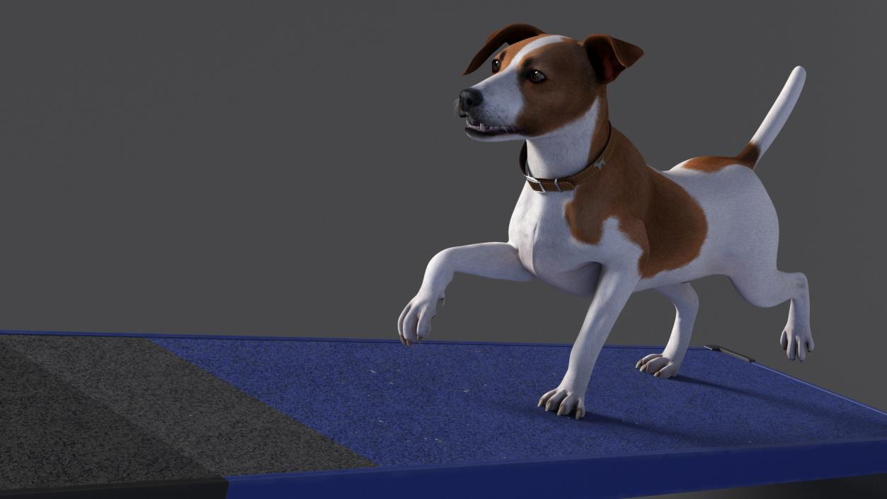 3D Dog Agility Seesaw and Jack Russell Terrier model