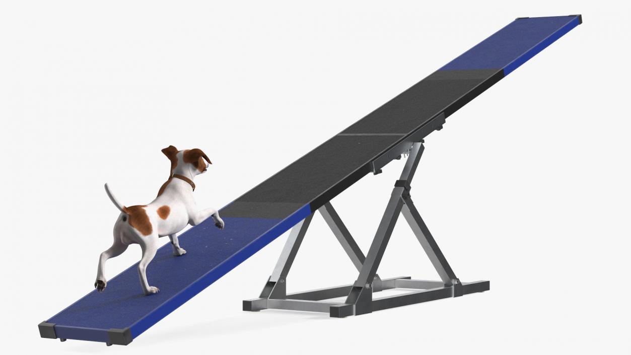 3D Dog Agility Seesaw and Jack Russell Terrier model