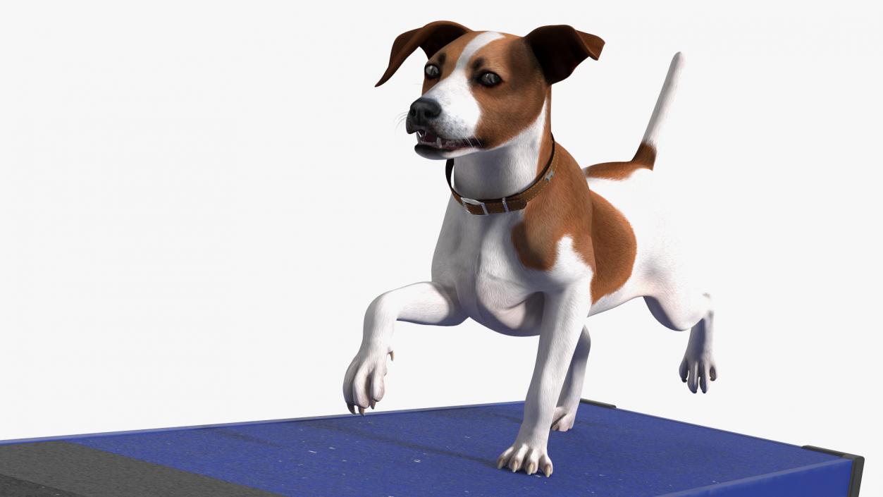 3D Dog Agility Seesaw and Jack Russell Terrier model