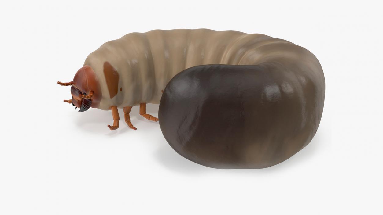 3D model Maggot May Bug Rigged for Cinema 4D